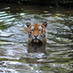 This image shows a Malayan Tiger at the National Zoo in Kuala Lumpur on May 23, 2010.